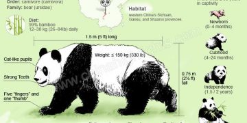 Pandas: 12 Interesting Facts You Should Know